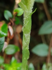 Brachystele unilateralis