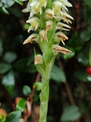 Brachystele unilateralis