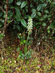 Brachystele unilateralis