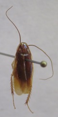 Ischnoptera