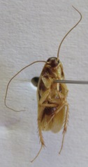 Ischnoptera