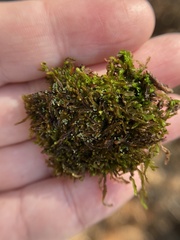 Odontoschisma sphagni