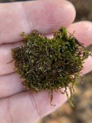 Odontoschisma sphagni