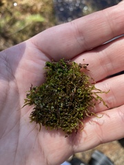 Odontoschisma sphagni