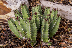 Euphorbia resinifera