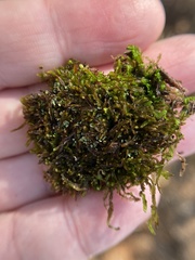 Odontoschisma sphagni