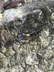 Protolophus tuberculatus