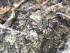 Protolophus tuberculatus