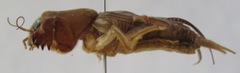 Neocurtilla