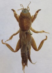 Neocurtilla