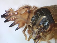 Neocurtilla