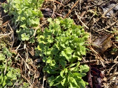 Ranunculus parviflorus