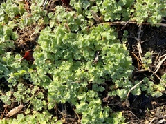 Ranunculus parviflorus