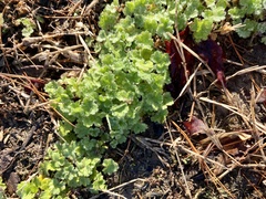 Ranunculus parviflorus