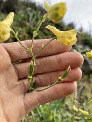 Delphinium luteum