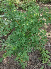Capsicum annuum glabriusculum