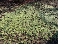 Ranunculus parviflorus