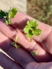 Ranunculus parviflorus