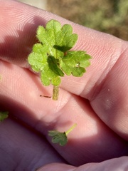 Ranunculus parviflorus