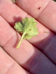 Ranunculus parviflorus