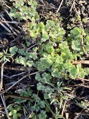 Ranunculus parviflorus