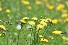 Crepis biennis