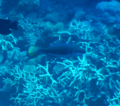 Cirrhilabrus punctatus