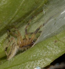 Anyphaenidae