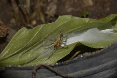 Anyphaenidae