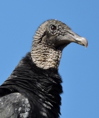 Coragyps atratus