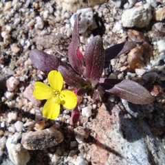 Camissoniopsis ignota