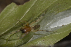 Anyphaenidae