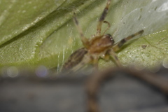 Anyphaenidae