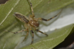 Anyphaenidae