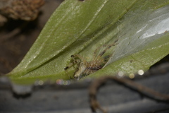 Anyphaenidae