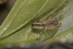 Anyphaenidae