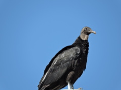 Coragyps atratus