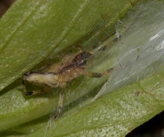 Anyphaenidae