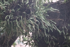 Pyrrosia adnascens