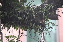 Pyrrosia adnascens