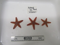 Astropecten duplicatus