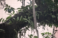 Pyrrosia adnascens