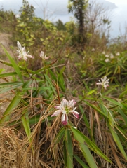 Alpinia officinarum
