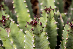 Euphorbia resinifera