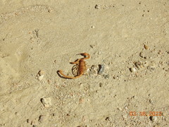 Smeringurus