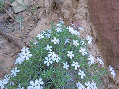 Phlox austromontana