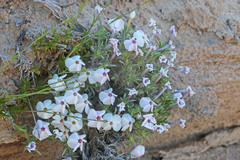 Phlox austromontana