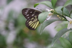 Delias pasithoe