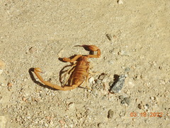 Smeringurus