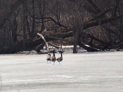 Branta canadensis